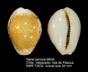 Naria cernica leforti (3)